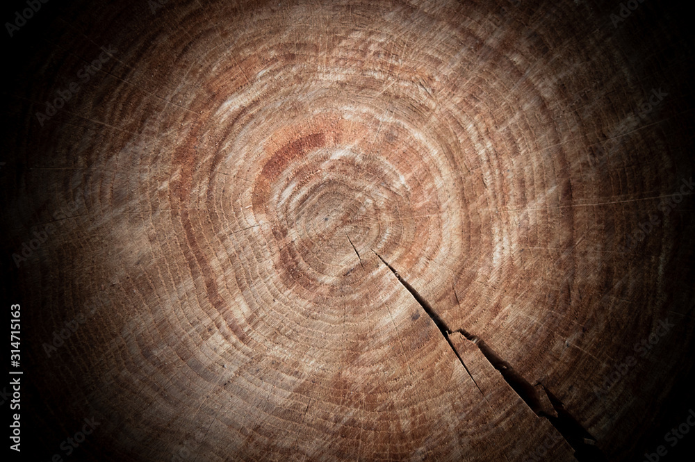 Naklejka premium cut of a tree