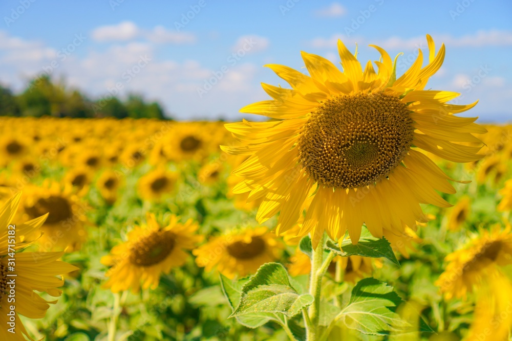 Big yellows sunflowers with blue sky. sunflower field blooming during sunny day. natural background.Close-up of beautiful flowers with blurred background.