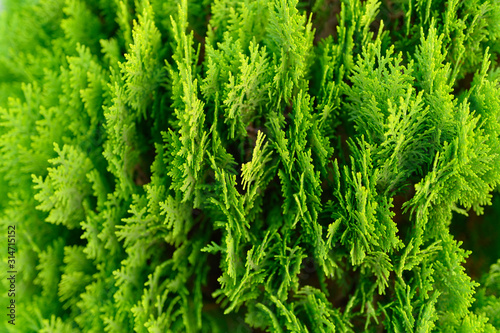Background of closeup beautiful green christmas leaves of Thuja trees. Thuja occidentalis is an evergreen coniferous tree