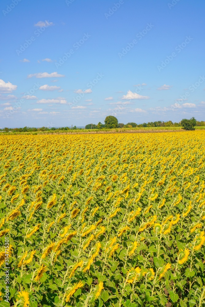 Big yellows sunflowers with blue sky. sunflower field blooming during sunny day. natural background.Close-up of beautiful flowers with blurred background. Big yellows sunflowers with blue sky. sunflower field blooming during sunny day. natural background.Close-up of beautiful flowers with blurred background.