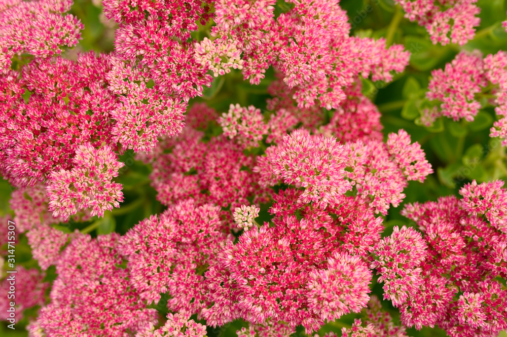 background of pink blooming flowers. Sedum telephium background of pink blooming flowers. Sedum telephium