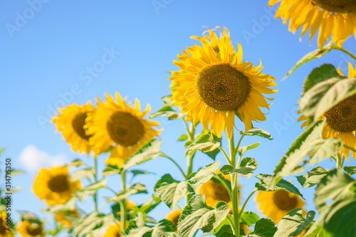 Big yellows sunflowers with blue sky. sunflower field blooming during sunny day. natural background.Close-up of beautiful flowers with blurred background.