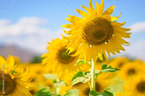 Big yellows sunflowers with blue sky. sunflower field blooming during sunny day. natural background.Close-up of beautiful flowers with blurred background.