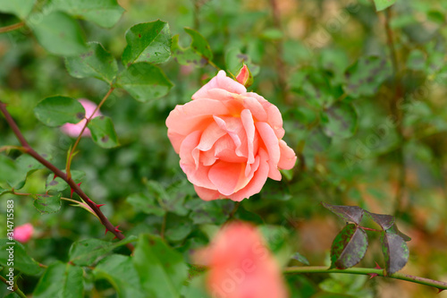 beautiful pink rose flower blooms on a bush in the garden
