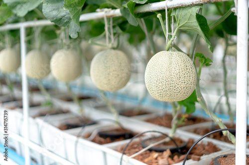 Farm is Japanese Melon Plants in Greenhouse. Line of Green Melon plant Growing in Organic Garden.