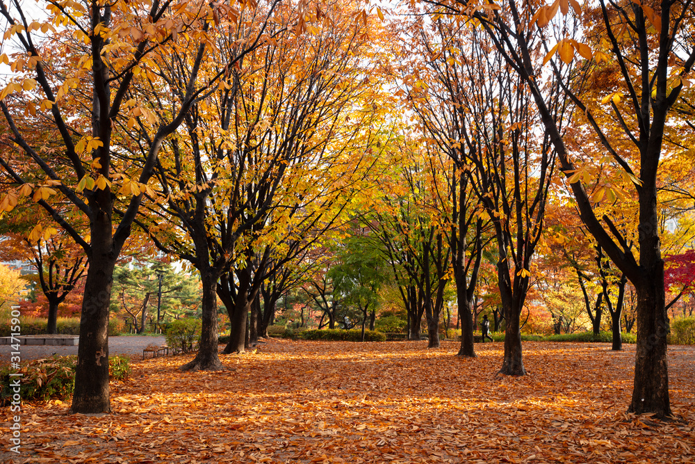 Autumn Leave and Fall in Park Seoul South Korea
