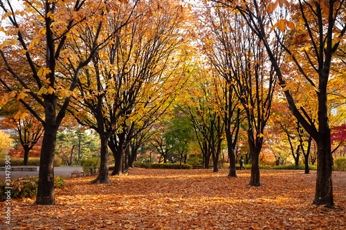 Autumn Leave and Fall in Park Seoul South Korea