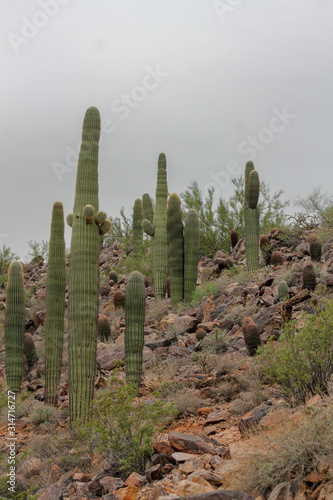 desert cactus