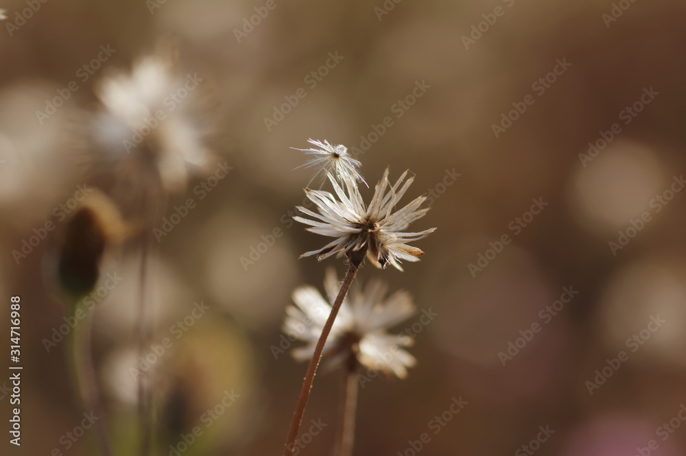 Dried wilted flower head in late summer