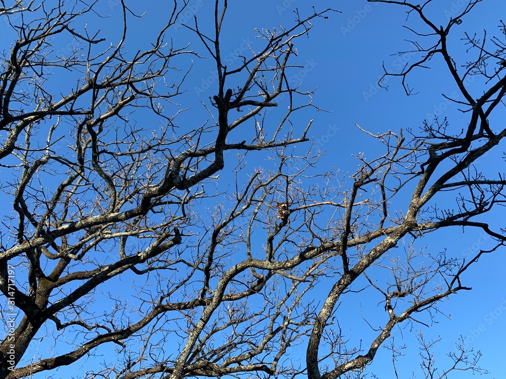 Silhouette of tree branches in the pure blue sky background Silhouette of tree branches in the pure blue sky background