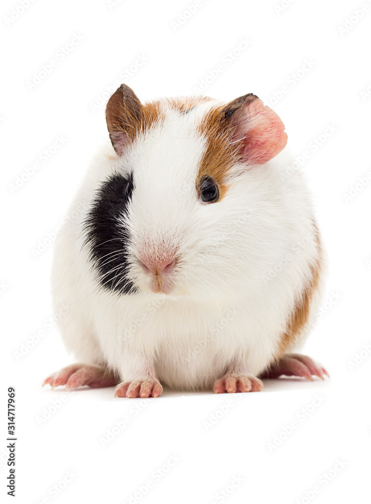 pet cavy looks on an isolated white background pet cavy looks on an isolated white background
