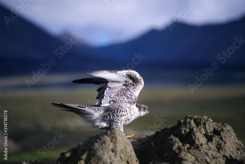 mountain hawk