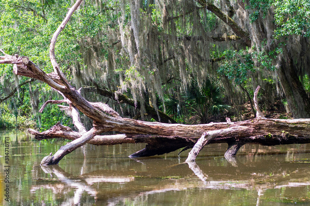 Obraz premium Bayou