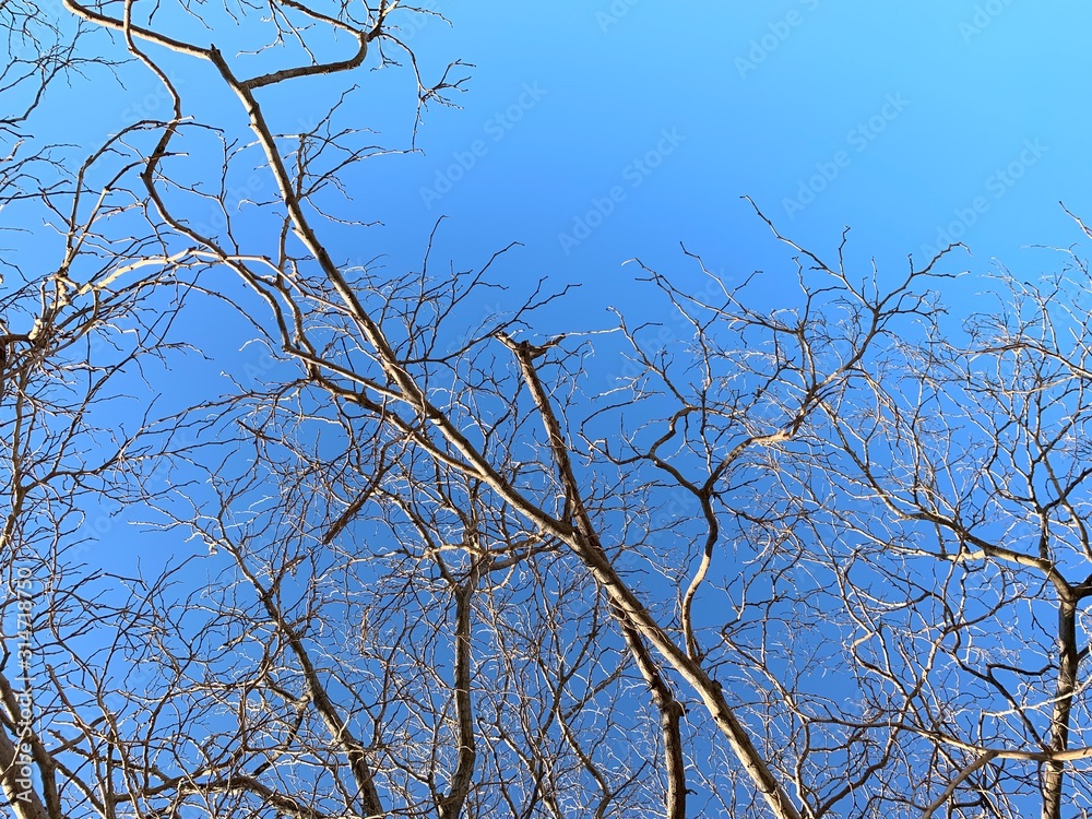 Silhouette of tree branches in the pure blue sky background Silhouette of tree branches in the pure blue sky background