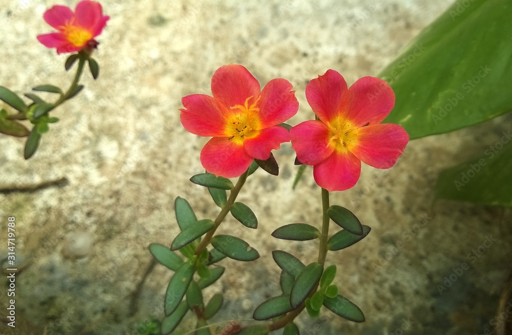Obraz premium Portulaca oleracea L. little hogweed flowers, in common garden purslane, pigweed purslane, has medicinal properties.