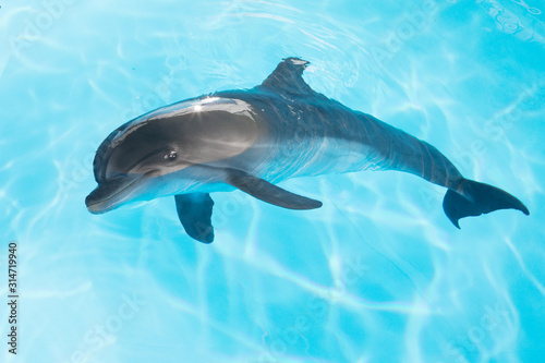 view of nice bottle nose dolphin swimming in blue crystal water