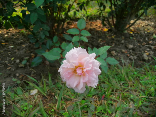 Rose folwer with natural background