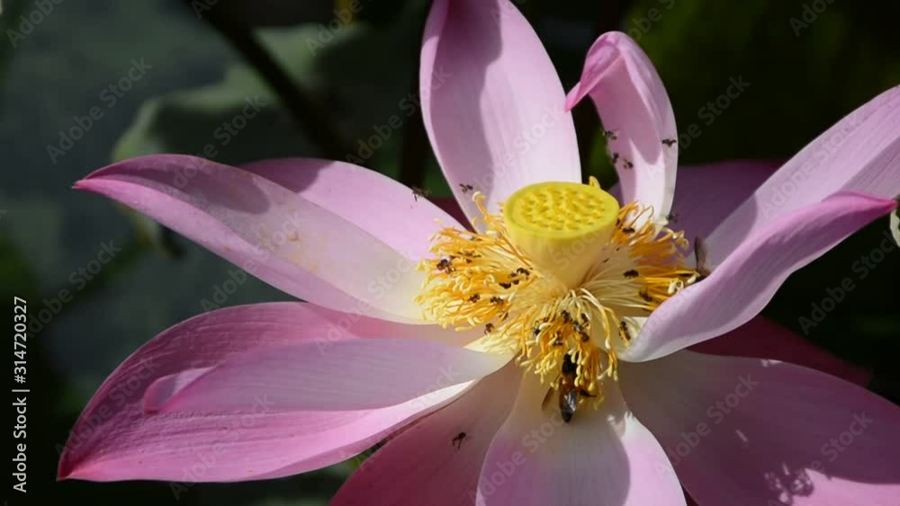 Bee swarming on the lotus flower. Pink lotus and bee in yellow pollen. Pink lotus flower or waterlily with bees collecting pollen, close up. Bees fly to lotus. Select focus Bee swarming on the lotus flower. Pink lotus and bee in yellow pollen. Pink lotus flower or waterlily with bees collecting pollen, close up. Bees fly to lotus. Select focus