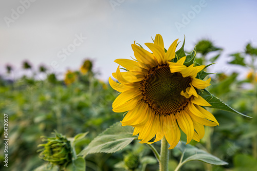 Beautiful fresh sunflower natural background