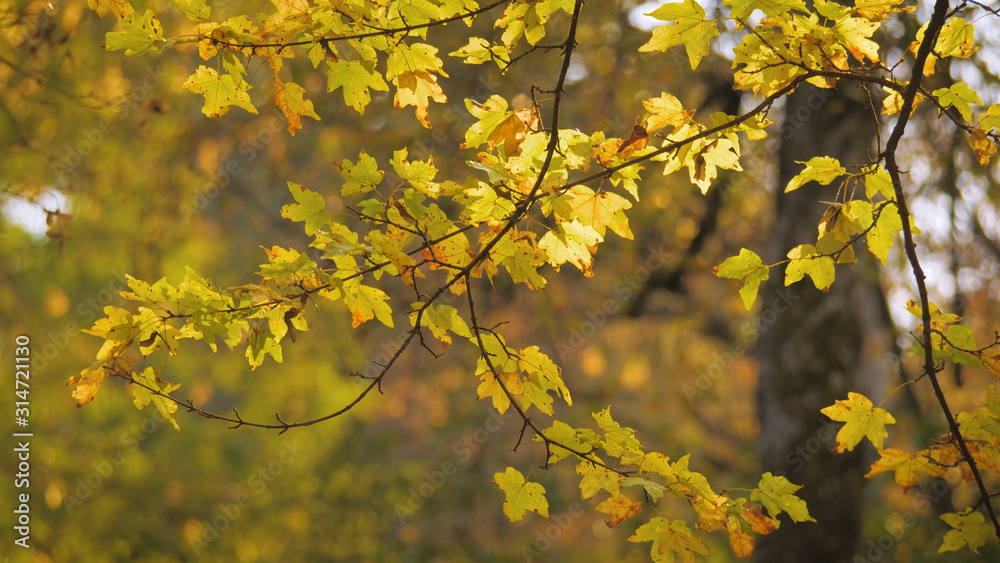 yellow maple leaves yellow maple leaves
