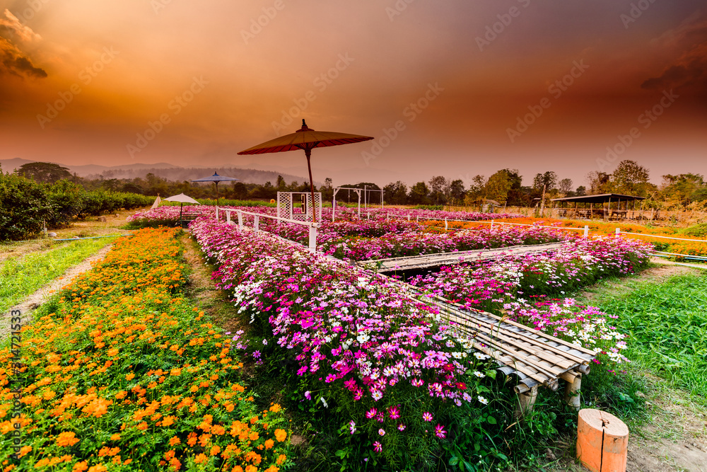 view of the flower park, the variety of colors available, the blurring of sunlight