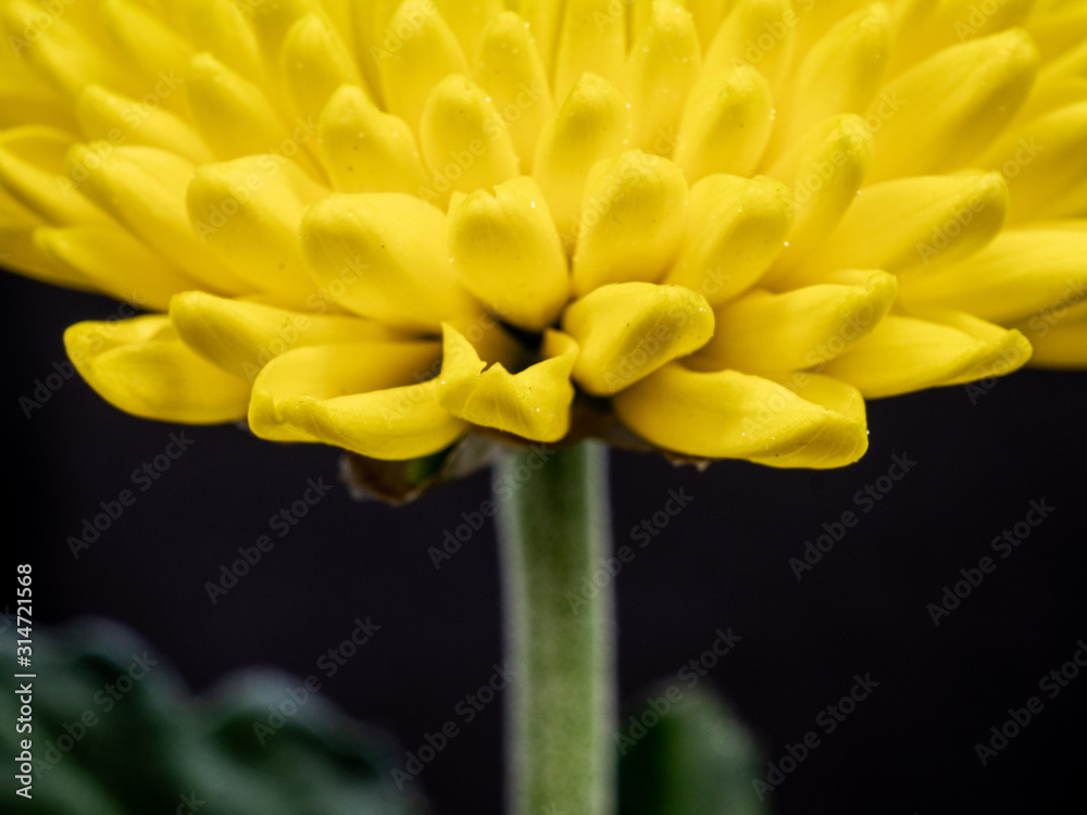 Yellow Flower Yellow Flower