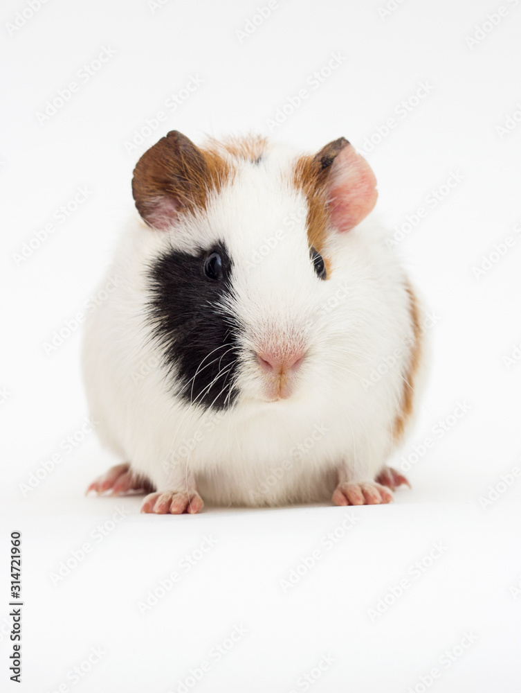 pet guinea pig looks at a white background pet guinea pig looks at a white background