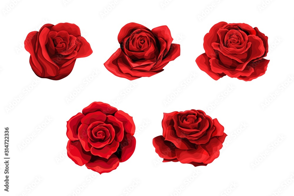Scarlet rose flowers red buds set. Design elements collection isolated on white - obrazy, fototapety, plakaty 
