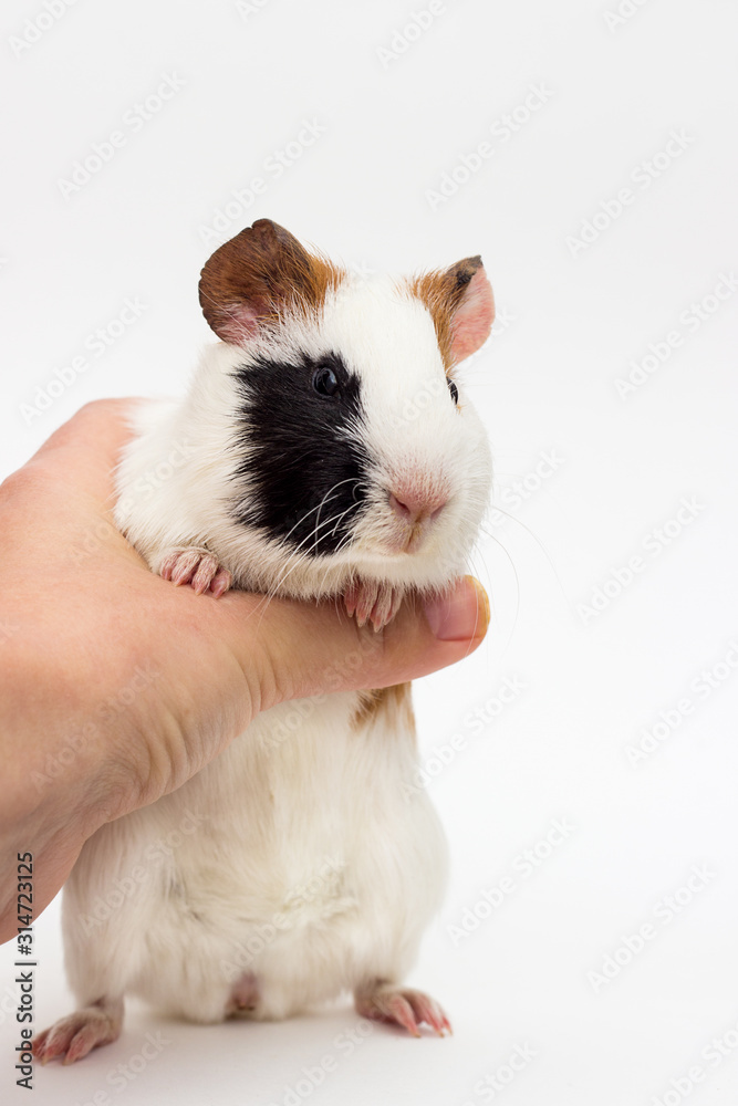 guinea pig stands on its hind legs guinea pig stands on its hind legs