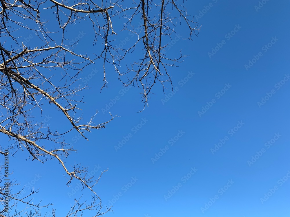 Silhouette of tree branches in the pure blue sky background Silhouette of tree branches in the pure blue sky background