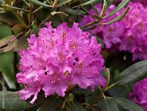 Flowers rhododendron in the garden in sunny day