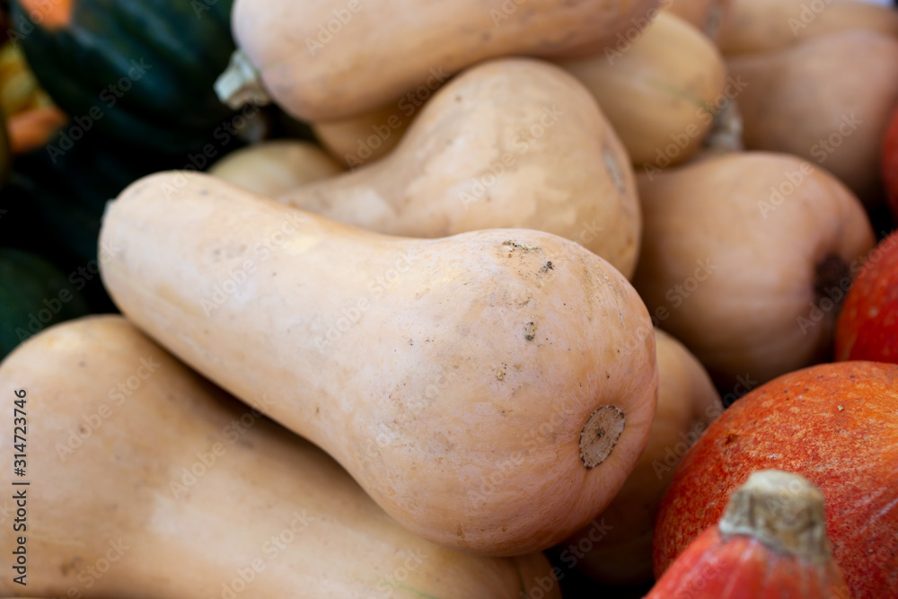 A closeup view of several butternut squash on display at a local farmers market. A closeup view of several butternut squash on display at a local farmers market.