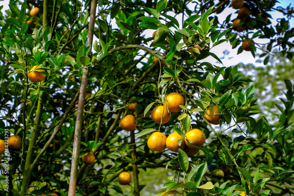 oranges fruits on the trees in garden for harvesting season oranges fruits on the trees in garden for harvesting season
