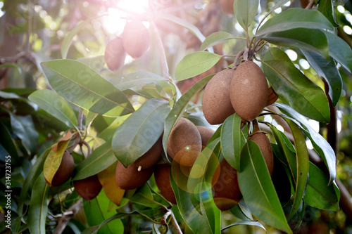 Manilkara zapota, commonly known as sapodilla, sapota, chikoo, naseberry, or nispero is a long-lived, evergreen tree native to southern Mexico, Central America and the Caribbean.