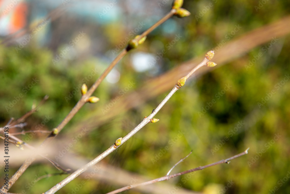The first leaves begin to spring up in the trees. The first leaves begin to spring up in the trees.