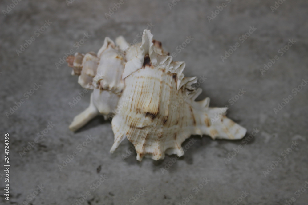 Fototapeta premium shell on the beach