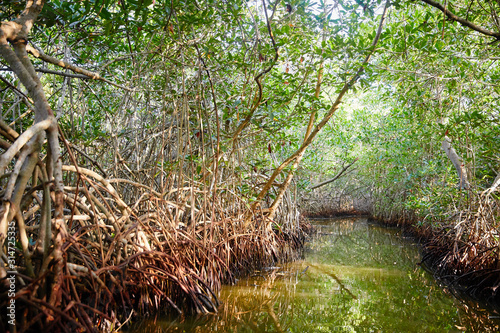 Mangrove Swamp in La Boquilla, Colombia