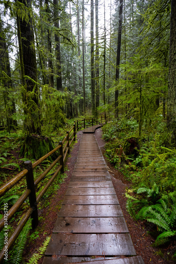 Obraz premium Lynn Canyon Park, North Vancouver, British Columbia, Canada. Beautiful Wooden Path in the Rainforest during a wet and rainy day.