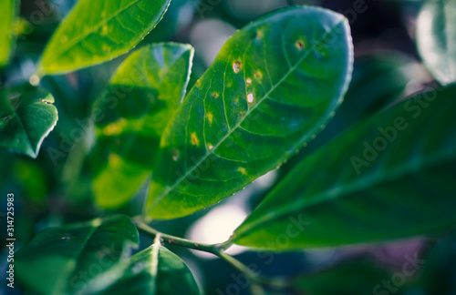 Close up image of green leaves