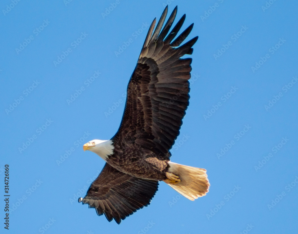 Fototapeta premium bald eagle in flight