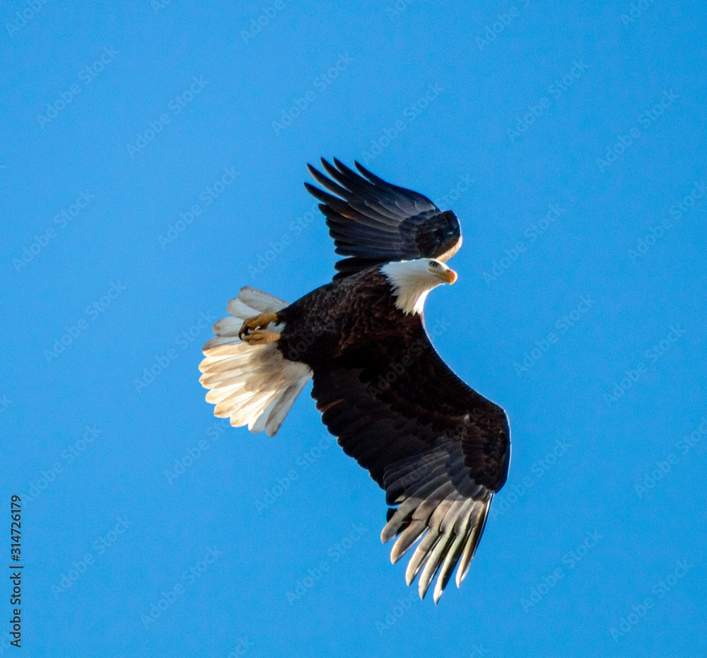 Obraz premium bald eagle in flight