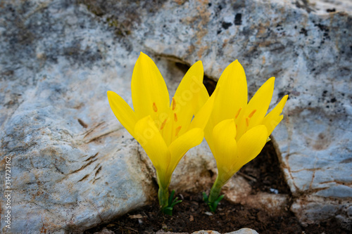 Sternbergia lutea (the autumn daffodil, lily of the field, yellow autumn crocus) flowers