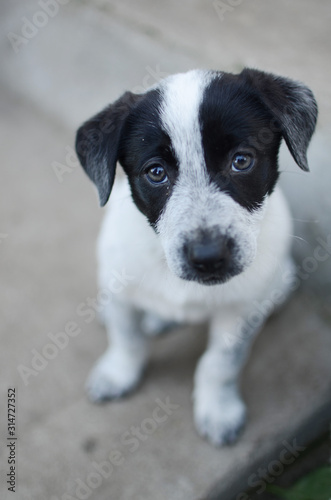 Dirty isolated puppy up for adobtion