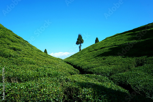 Beautiful tea garden under blue sky at Darjeeling Hill in India