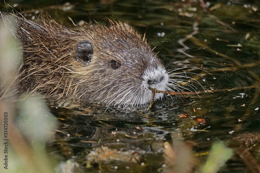 Kopf von einem Nutria, das im Wasser schwimmt, Myocastor coypus Kopf von einem Nutria, das im Wasser schwimmt, Myocastor coypus