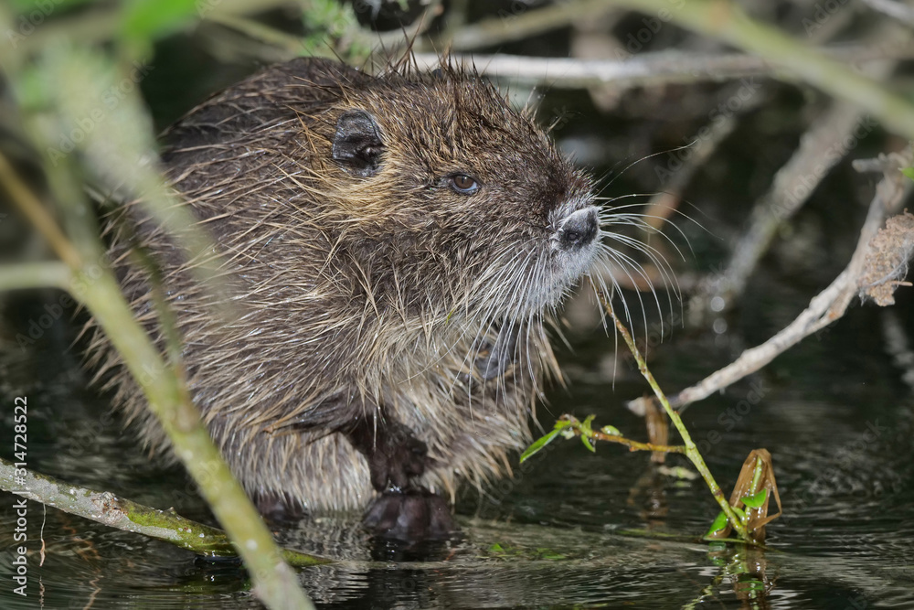 Nutria, Myocastor coypus, sitzt in einer Weide über dem Wasser und blickt in die Kamera Nutria, Myocastor coypus, sitzt in einer Weide über dem Wasser und blickt in die Kamera