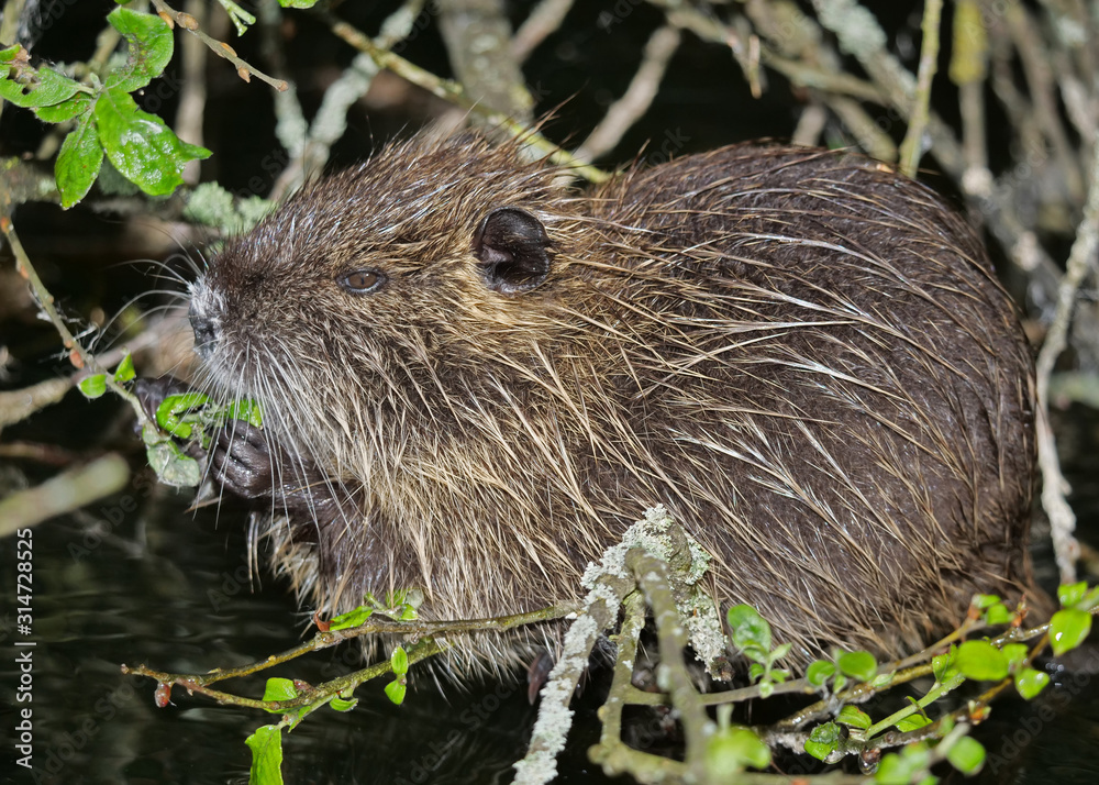 Nutria, Myocastor coypus, sitzt in einer Weide am Wasser und frisst ...