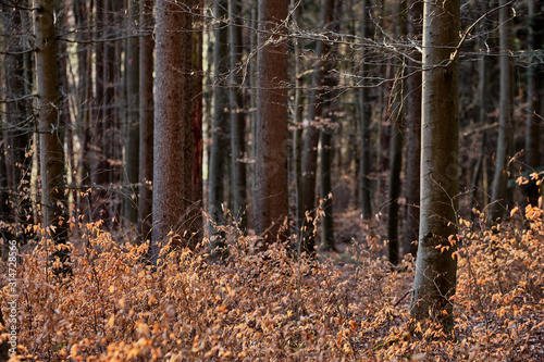 Fototapeta Naklejka Na Ścianę i Meble -  Autumn vibes in spring: The forest at the Moritzberg in Germany still looking like autumn in the last light of the day at the end of March