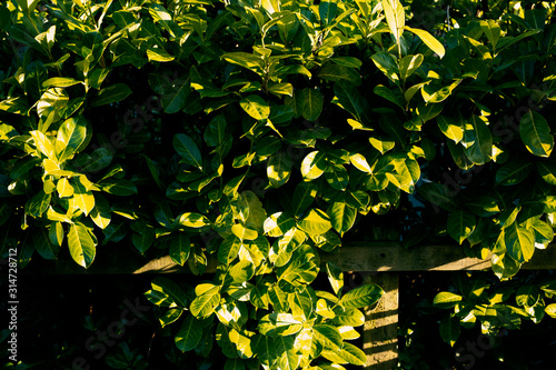 Fence of bright green leaves