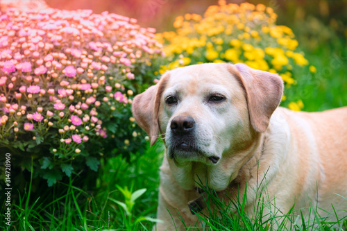 Labrador retriever dog lying on the grass in the summer garden near blossoming chrysanthemum